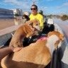 Equipes de Niterói reforçam resgates no Rio Grande do Sul | Divulgação