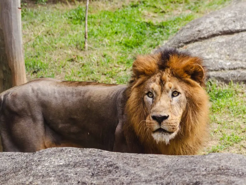 Simba/BioParque Rio