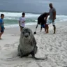 Lobo-marinho em Arraial do Cabo / Reprodução 