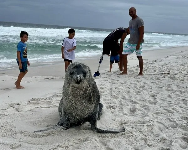 Lobo-marinho em Arraial do Cabo / Reprodução 