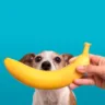 frutas proibidas para cachorros e seus riscos para a saúde do pet