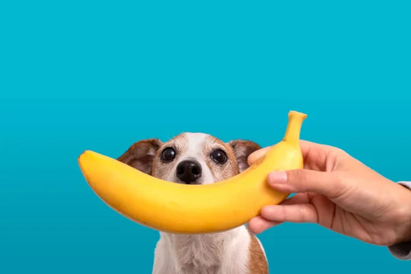 frutas proibidas para cachorros e seus riscos para a saúde do pet