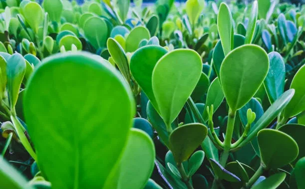 Clúsia (Clusia fluminensis)