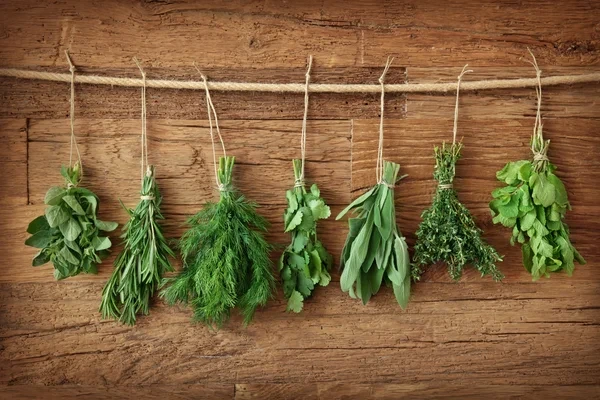 6 temperos naturais para cultivar em casa