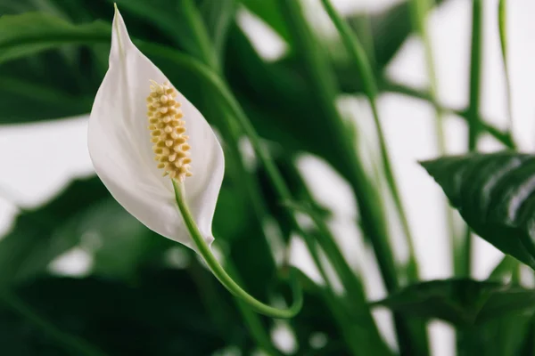 Lírio-da-Paz Como aumentar seu ciclo de floração em 4 dicas certeiras