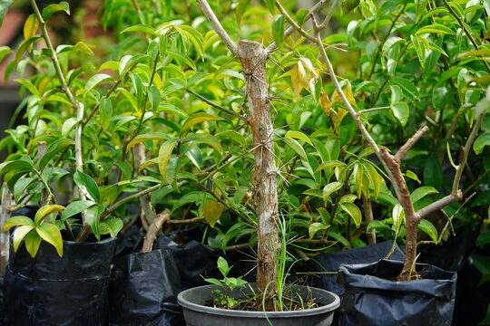 Ora-pró-nóbis 10 benefícios da super planta campeã de nutrientes