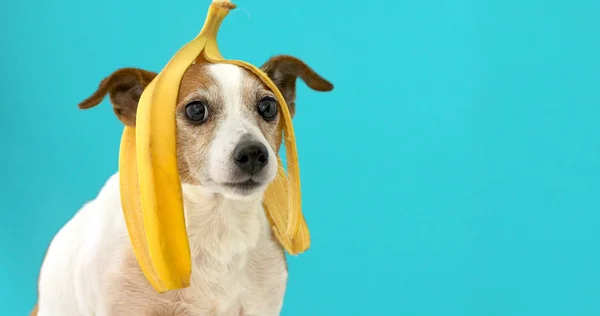 frutas proibidas para cachorros e seus riscos para a saúde do pet