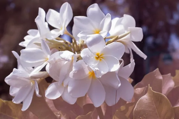 3 segredos para adubar jasmim e garantir um perfume mais intenso