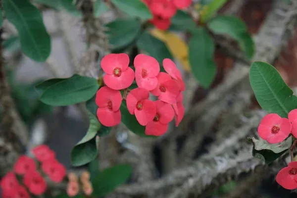 Saiba tudo sobre a Coroa-de-Cristo, planta super resistente ao calor carioca!