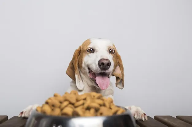 5 razões para não dar ração de gatos para o seu cachorro