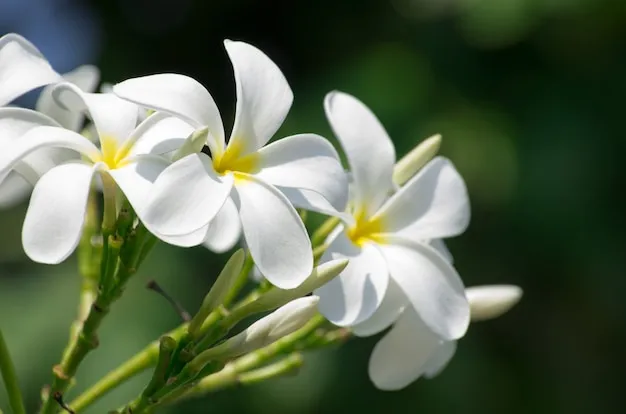 3 segredos para adubar jasmim e garantir um perfume mais intenso