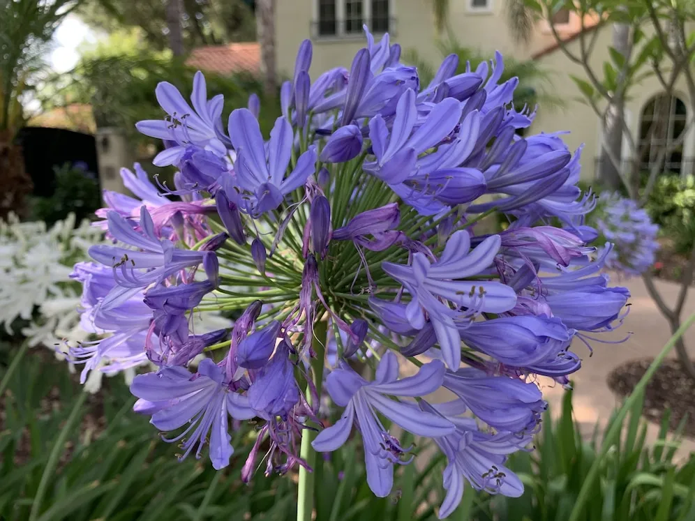 Plantas de flores azuis que aguentam bem a temperatura alta