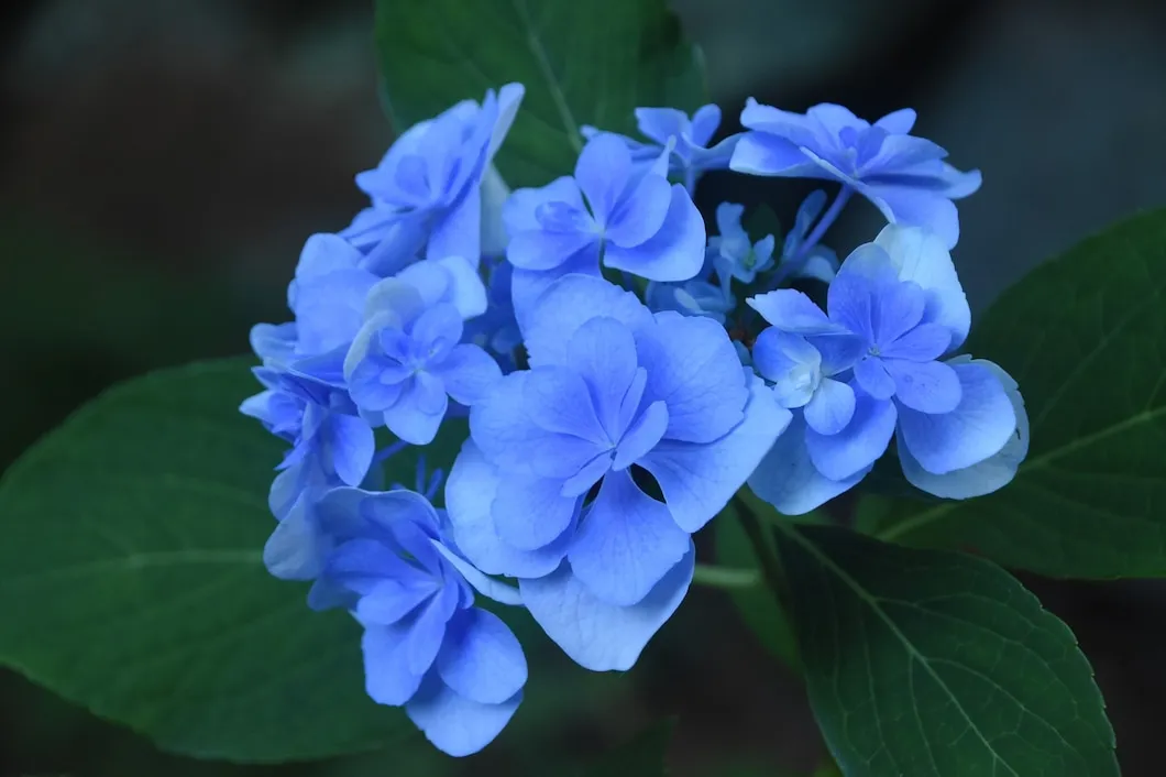 Plantas de flores azuis que aguentam bem a temperatura alta