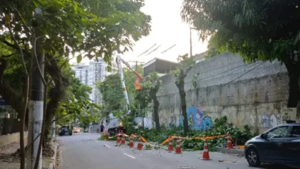 Podas realizadas em 18 árvores na Rua Desembargador Athayde Parreiras | Foto: Divulgação