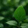 Foto: Cn Natureza e Jardim