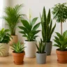 Foto: Cn Jardinagem