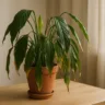 Foto: Cn Jardinagem