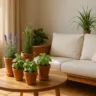 Foto: Cn Jardinagem