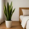 Foto: Cn Jardinagem