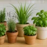 Foto: Cn Jardinagem