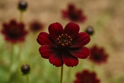 Foto: Cn Jardinagem