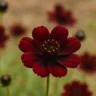 Foto: Cn Jardinagem
