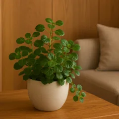 Foto: Cn Jardinagem