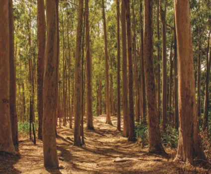 Bosque dos Eucaliptos em Niterói | Divulgação Neltur