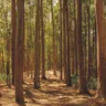 Bosque dos Eucaliptos em Niterói | Divulgação Neltur
