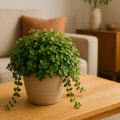 Foto: Cn Jardinagem