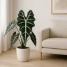 Foto: Cn Jardinagem