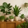 Foto: Cn Jardinagem