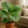 Foto: Cn Jardinagem