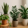 Foto: Cn Jardinagem