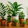 Foto: Cn Jardinagem