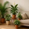 Foto: Cn Jardinagem