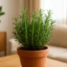 Foto: Cn Jardinagem