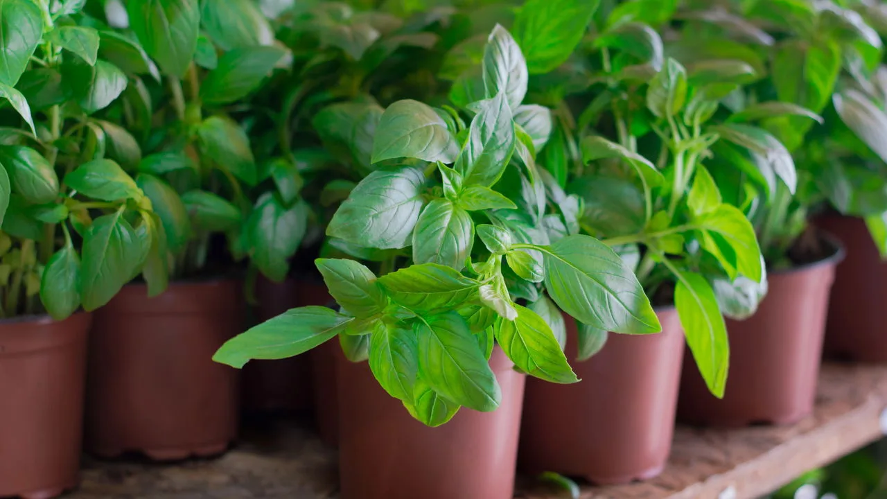 Essas plantas medicinais são fáceis de ter em casa
