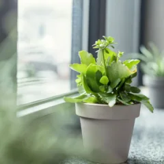 Plantas ornamentais