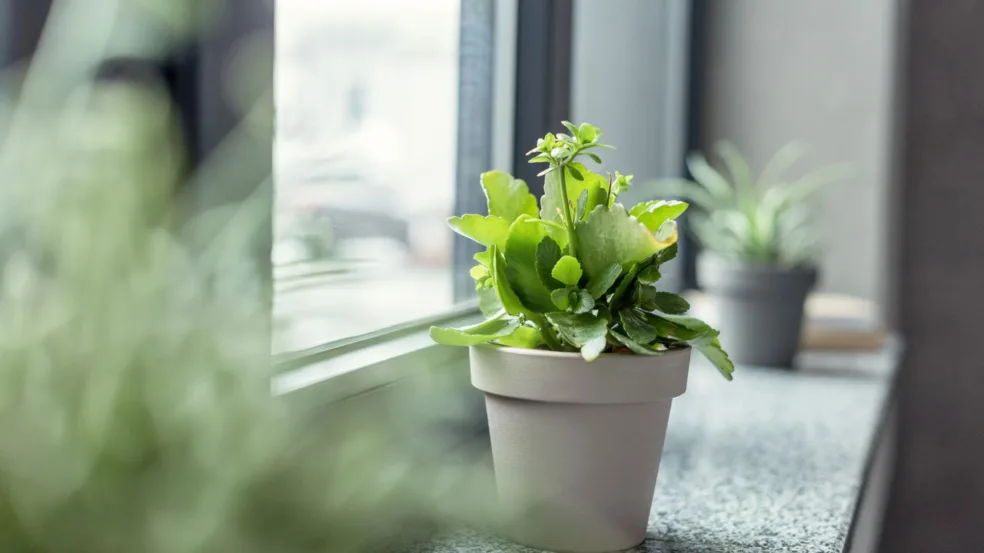 Plantas ornamentais Plantas ornamentais