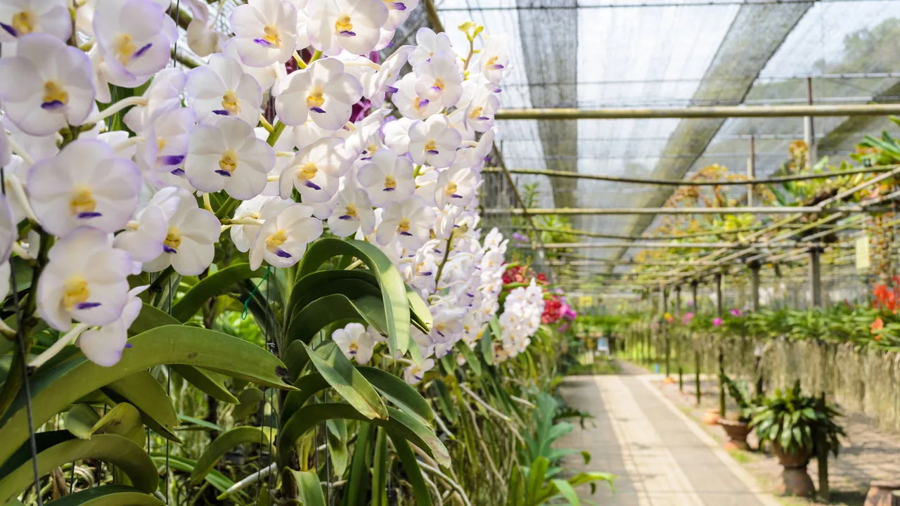 Plantas ornamentais