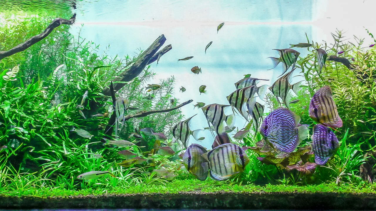 Plantas para aquário