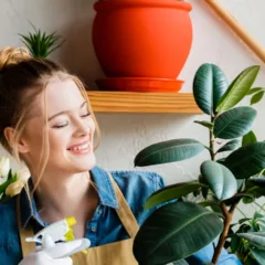 15 plantas que purificam o ar e embelezam sua casa