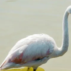 Flamingos