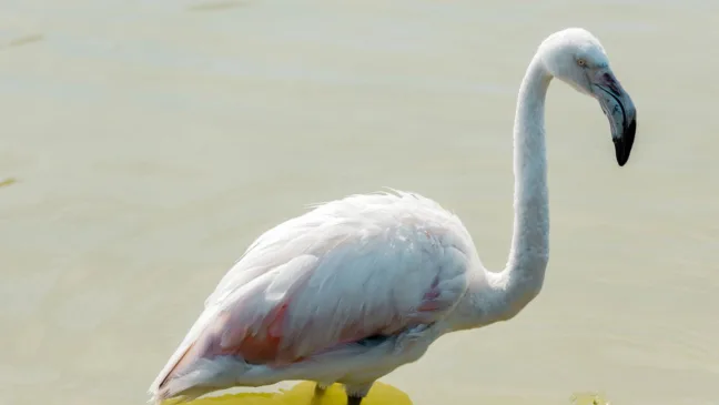 Flamingos Flamingos