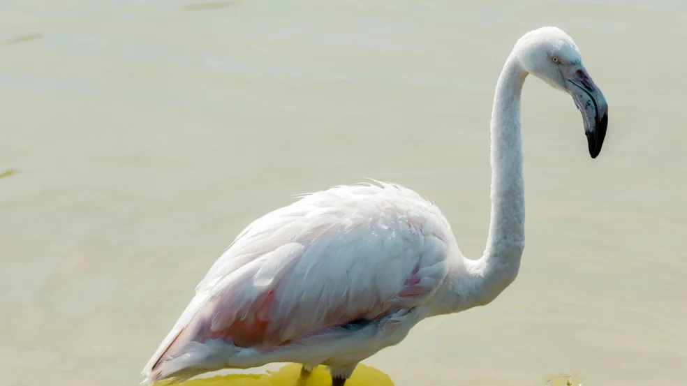Flamingos Flamingos