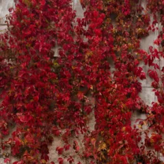 Plantas trepadeiras