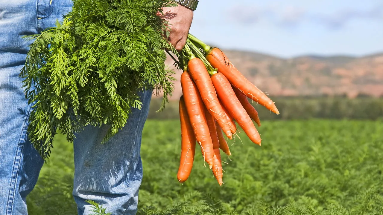 Cultivar cenoura