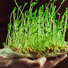 plantar ervilha