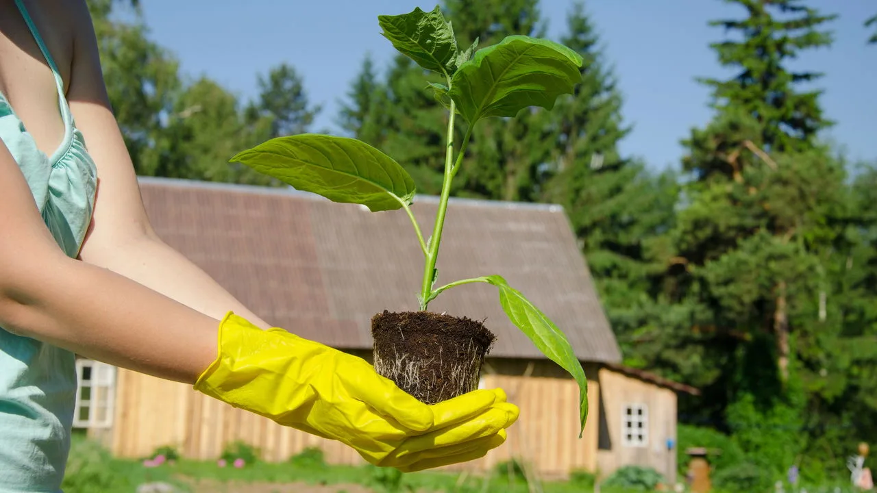 Como plantar berinjela em casa do jeito certo